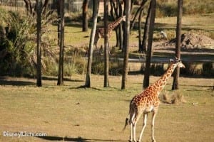 Giraffe at Animal Kingdom Lodge