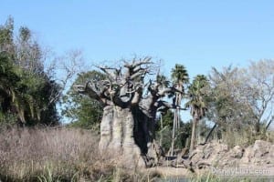 Bayobob Tree