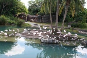 Flamingo Island Hidden Mickey
